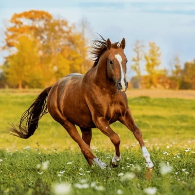 caballo-sesion-comunion