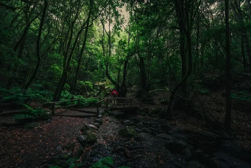 garajonay-barranco-el-cedro